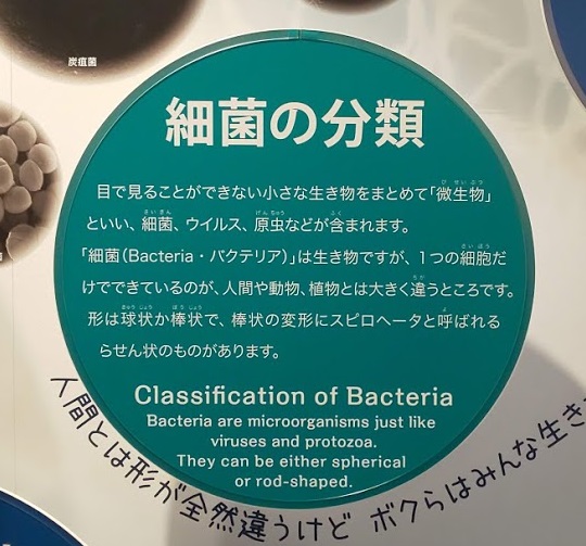 野口英世記念館　細菌の分類